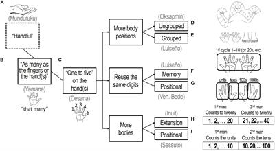 Finger-Counting and Numerical Structure